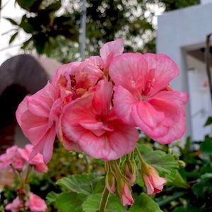 Meet your Posher, Veronica